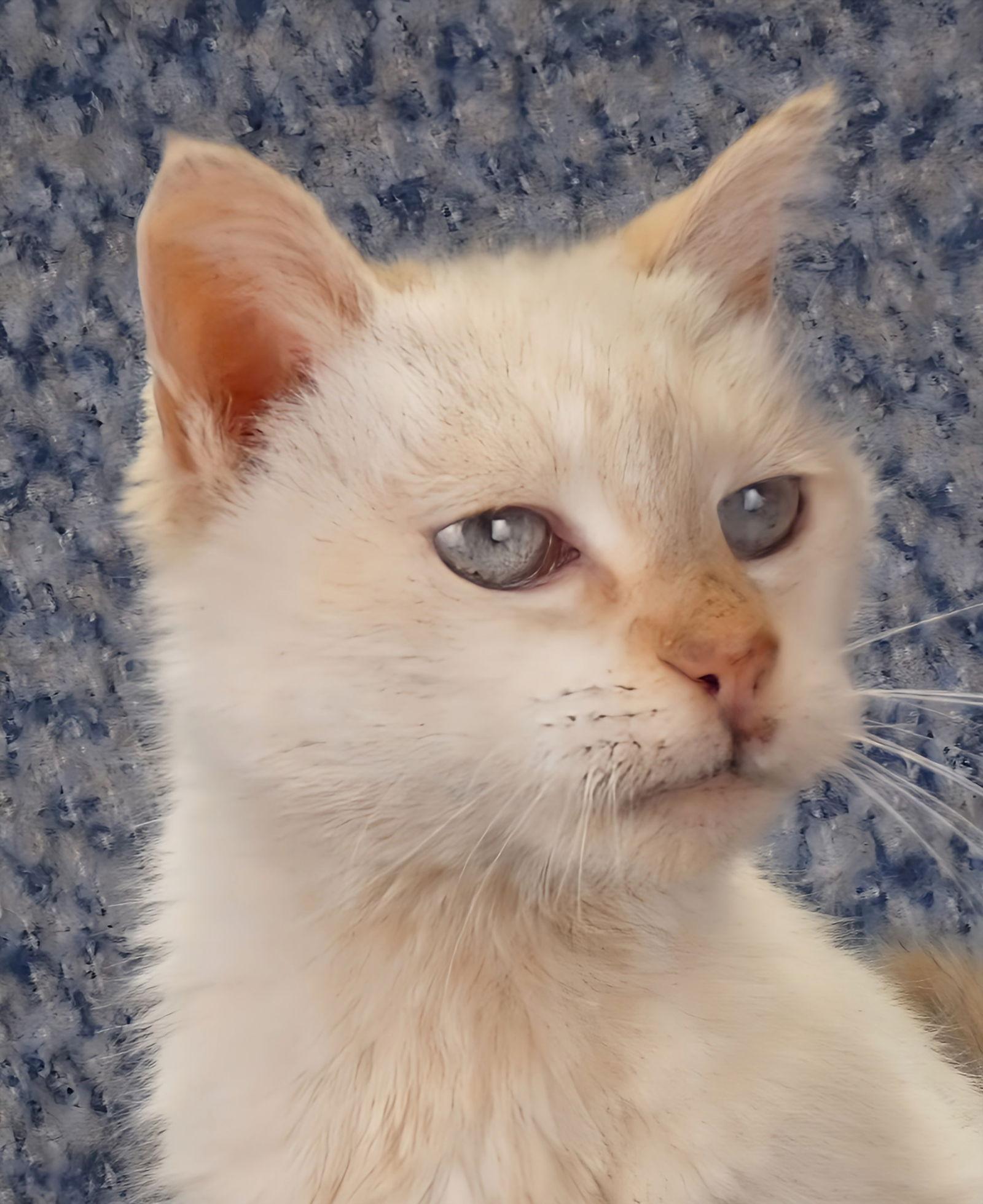 ANGEL — thumbnail 2