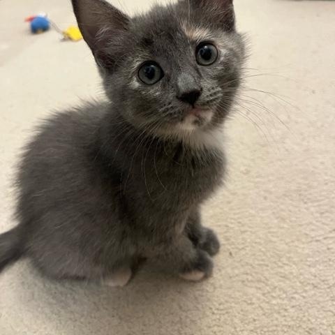 Tinsel (with Kringle and Figgy), ADOPTABLE, Kitten Female Domestic Short Hair.