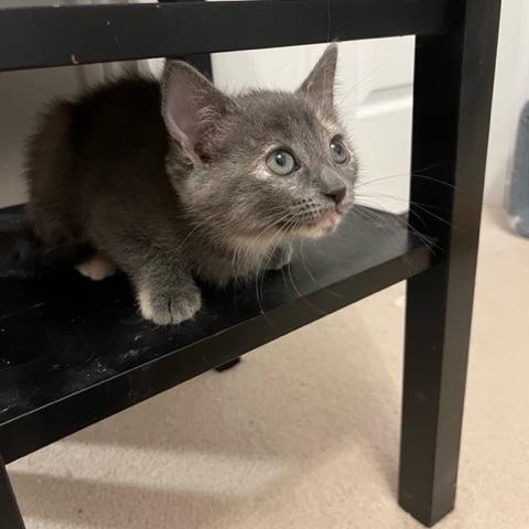 Enlarge Tinsel (with Kringle and Figgy), a ADOPTABLE Domestic Short Hair in Caledon, ON image 4/4