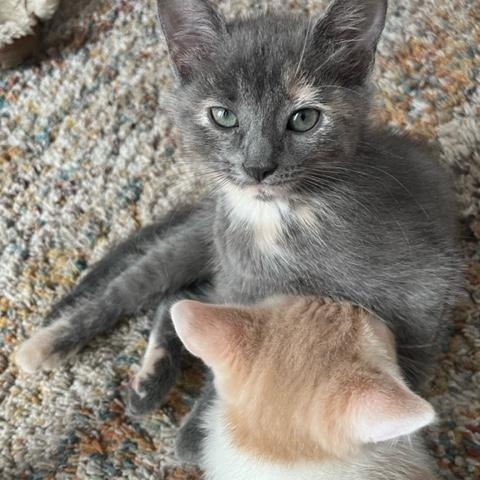 Enlarge Tinsel (with Kringle and Figgy), a ADOPTABLE Domestic Short Hair in Caledon, ON image 2/4