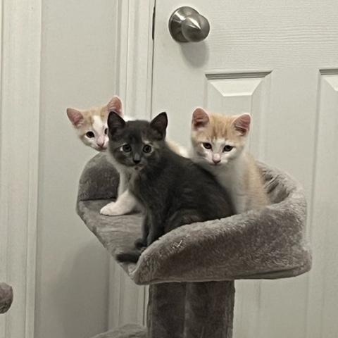 Enlarge Tinsel (with Kringle and Figgy), a ADOPTABLE Domestic Short Hair in Caledon, ON image 3/4