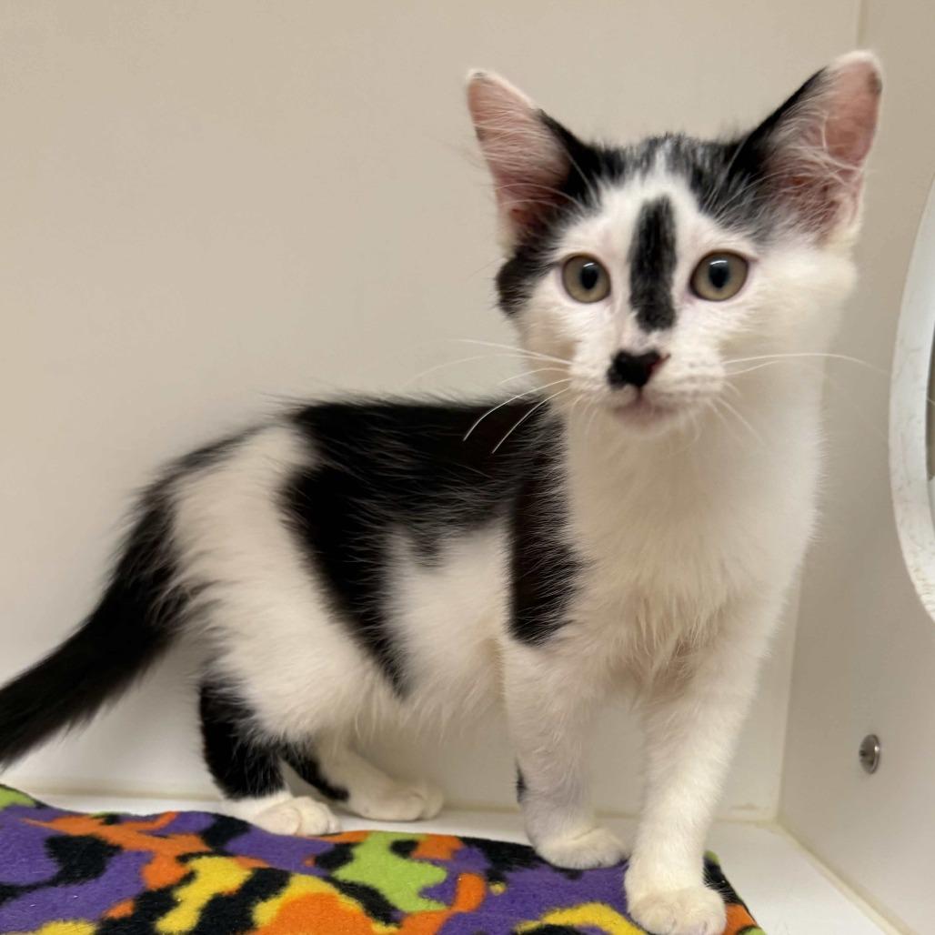 Enlarge Penelope, a Adoptable Domestic Medium Hair in Beaumont, TX image 1/1