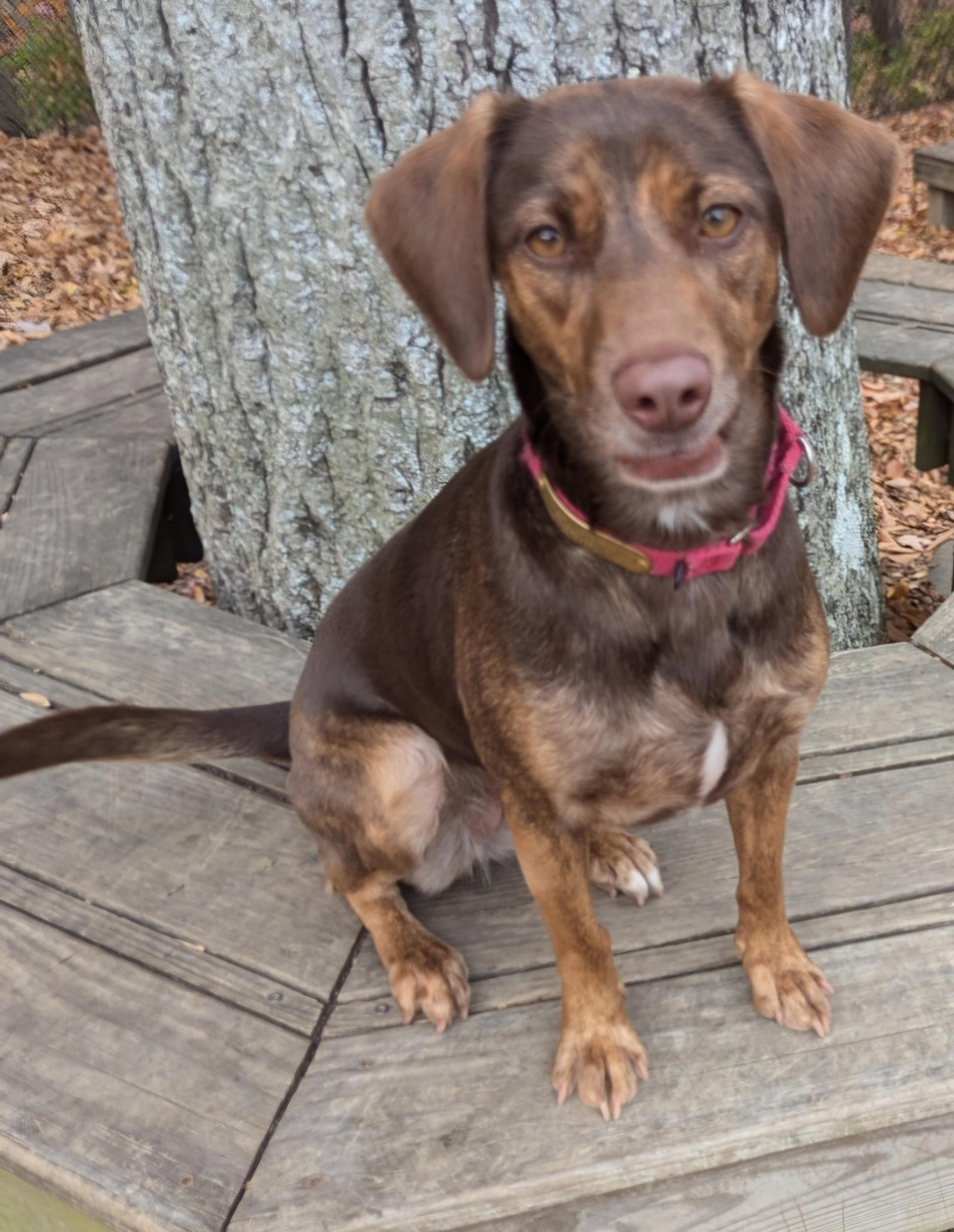 Enlarge Cocoa, a Adoptable mixed breed in Prince Frederick, MD image 3/5