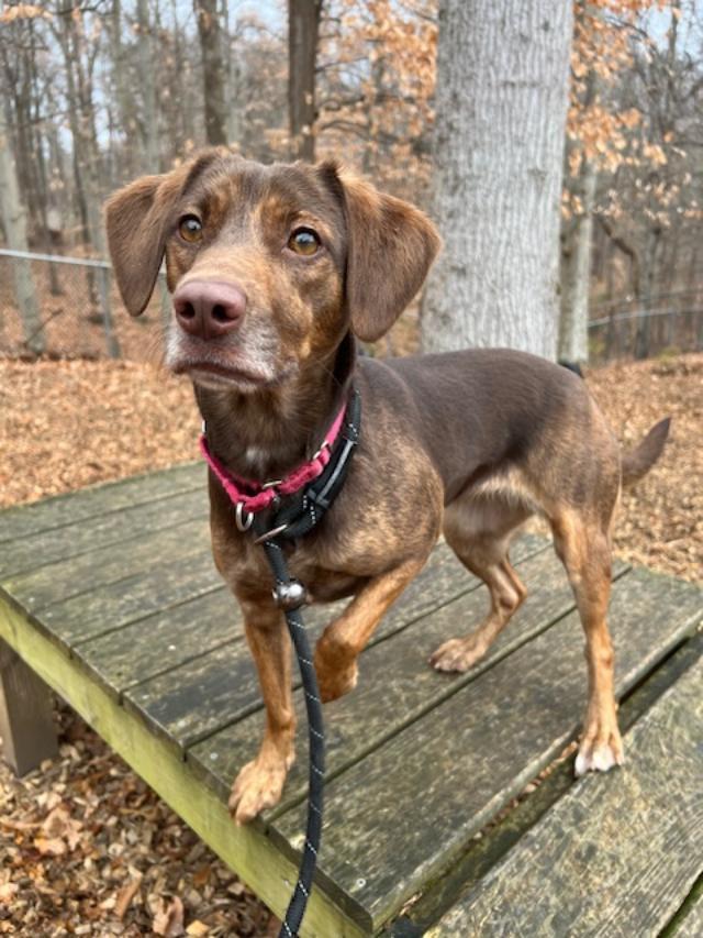 Enlarge Cocoa, a Adoptable mixed breed in Prince Frederick, MD image 4/5