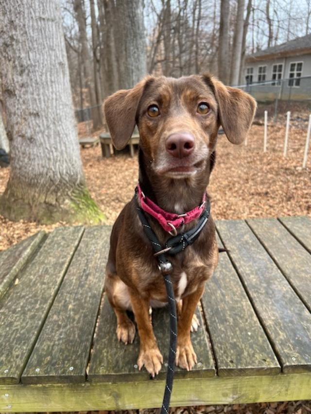 Enlarge Cocoa, a Adoptable mixed breed in Prince Frederick, MD image 1/5
