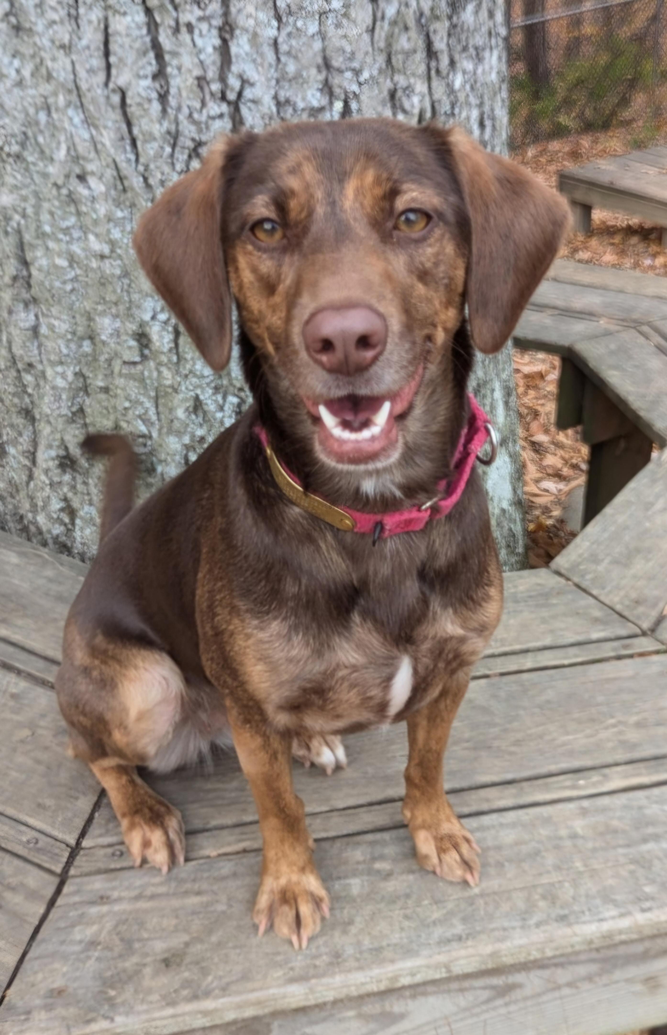 Enlarge Cocoa, a Adoptable mixed breed in Prince Frederick, MD image 2/5