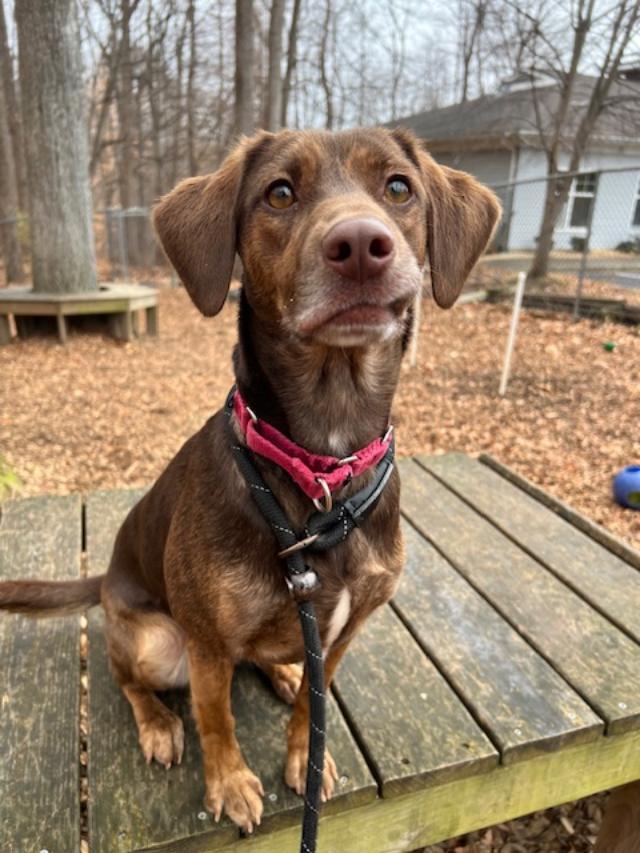 Enlarge Cocoa, a Adoptable mixed breed in Prince Frederick, MD image 5/5