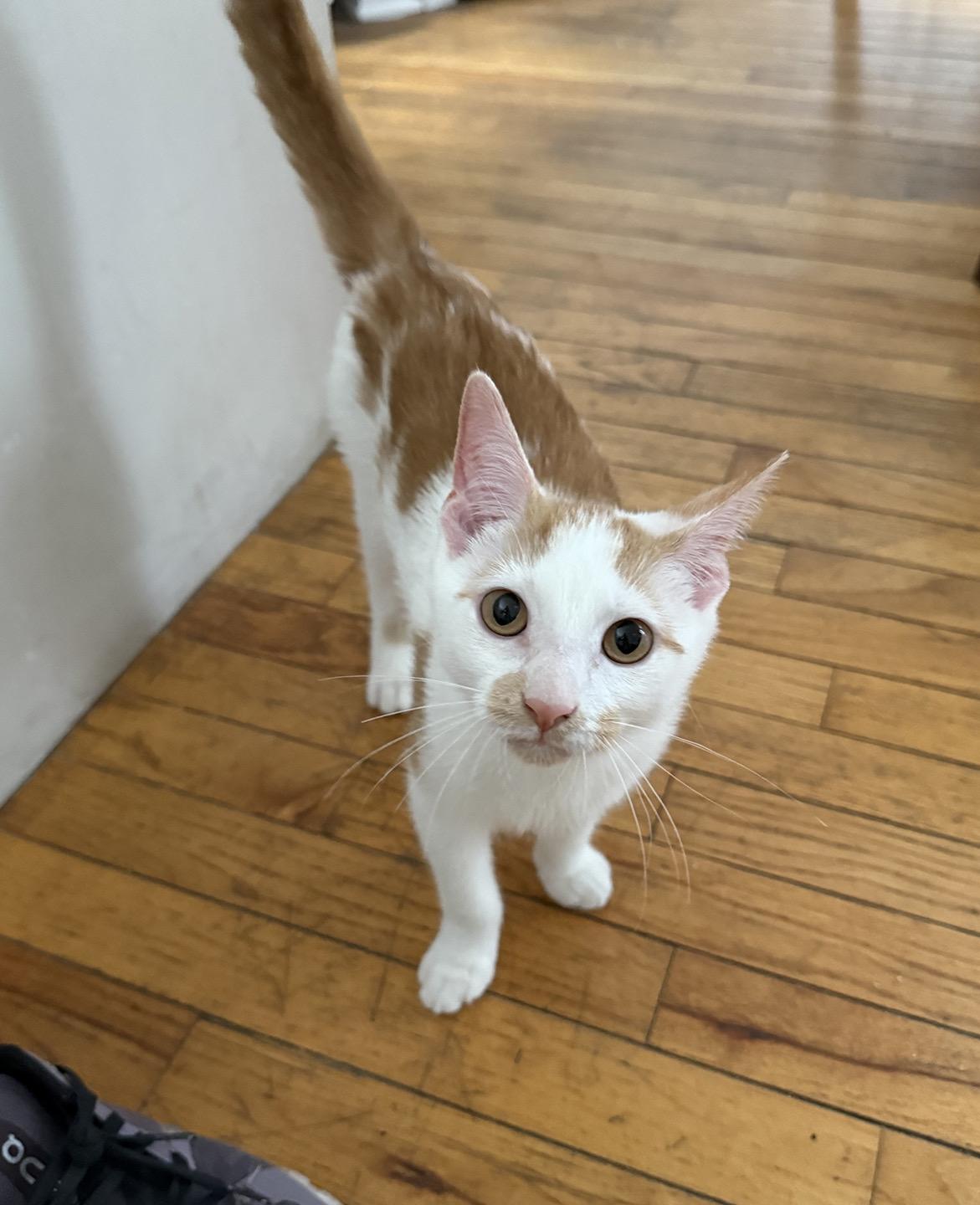 Brock (fka Broccoli) Reno, Adoptable, Kitten Male Domestic Medium Hair.