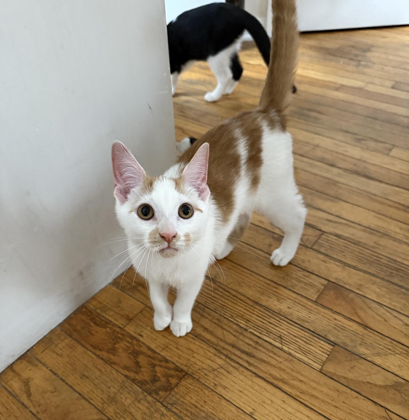 Enlarge Brock (fka Broccoli) Reno, a Adoptable Domestic Medium Hair in Philadelphia, PA image 2/3