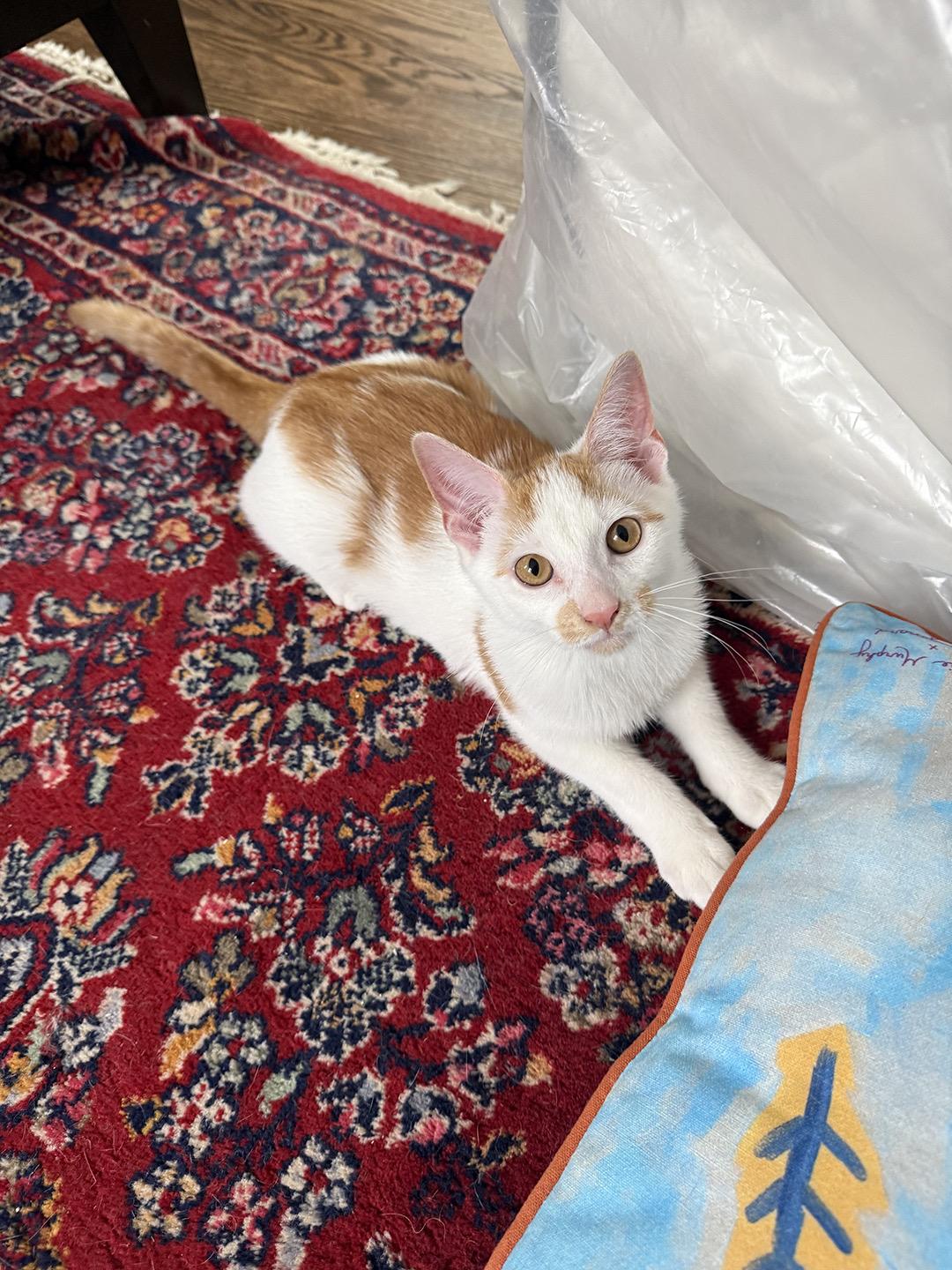 Enlarge Brock (fka Broccoli) Reno, a Adoptable Domestic Medium Hair in Philadelphia, PA image 3/3