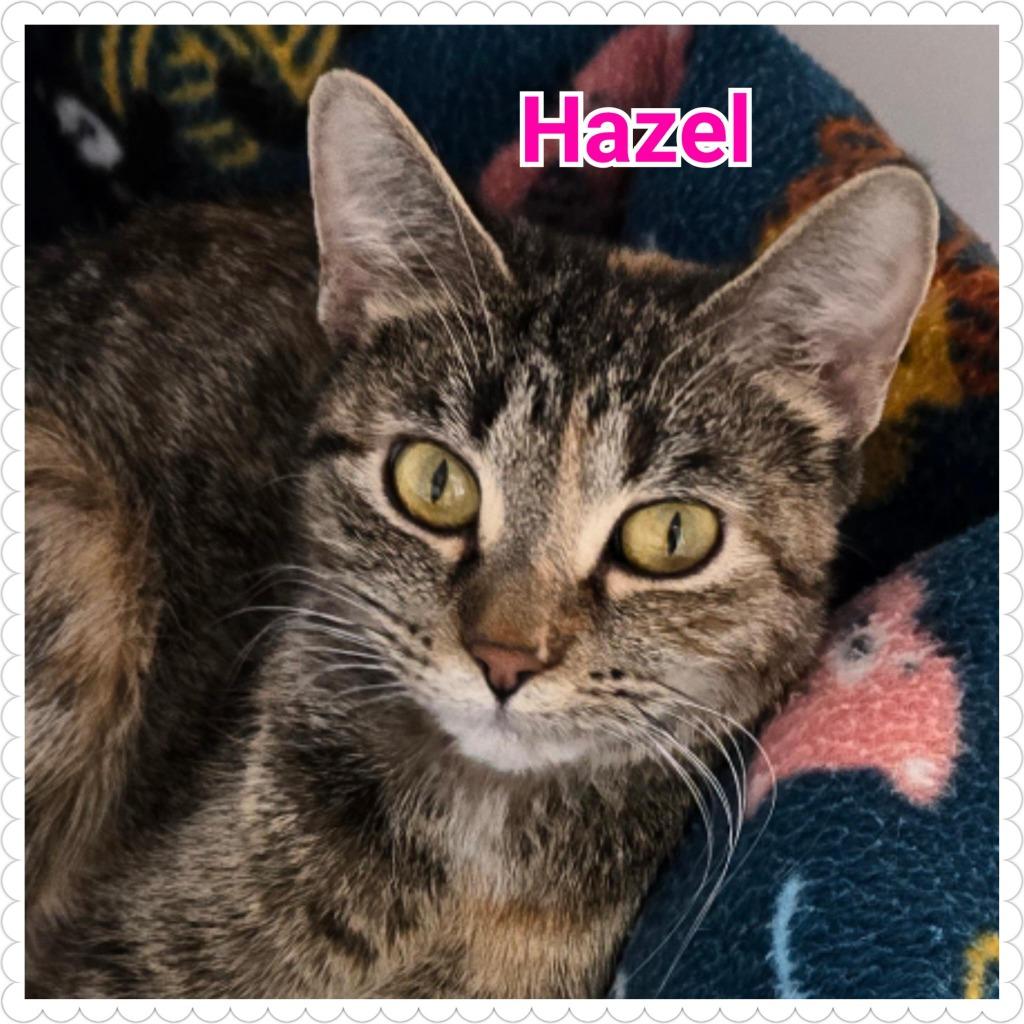Hazel, a Adoptable mixed breed in North Saint Paul, MN image 1/3