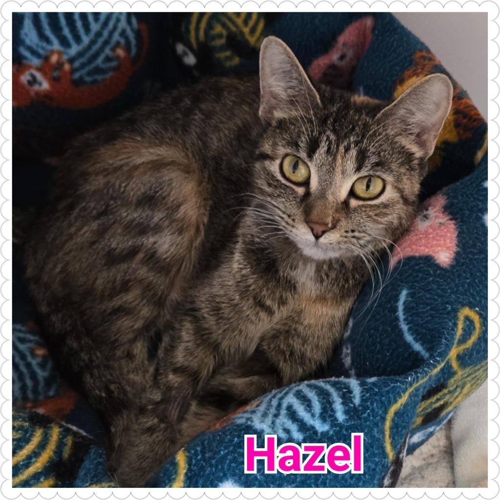 Hazel, a Adoptable mixed breed in North Saint Paul, MN image 2/3