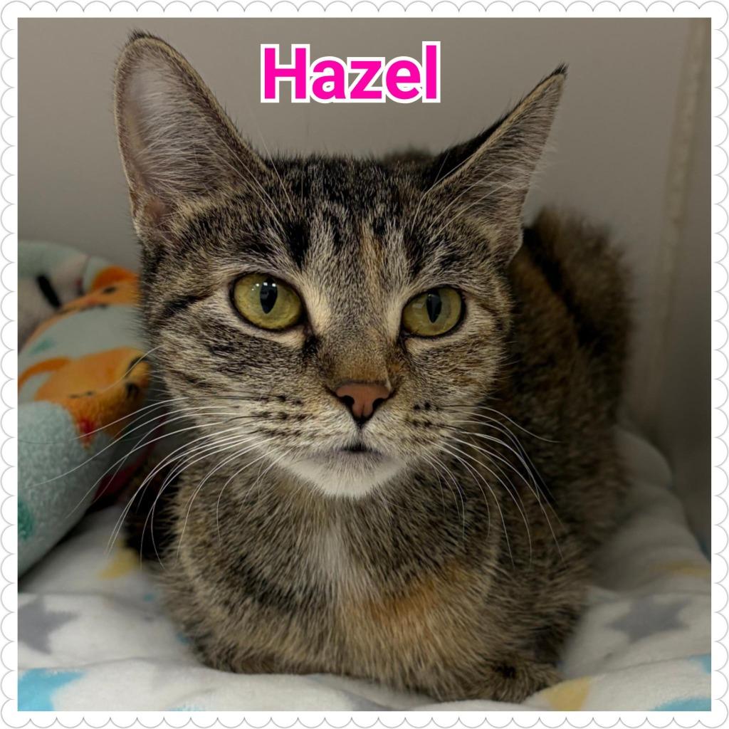 Hazel, a Adoptable mixed breed in North Saint Paul, MN image 3/3