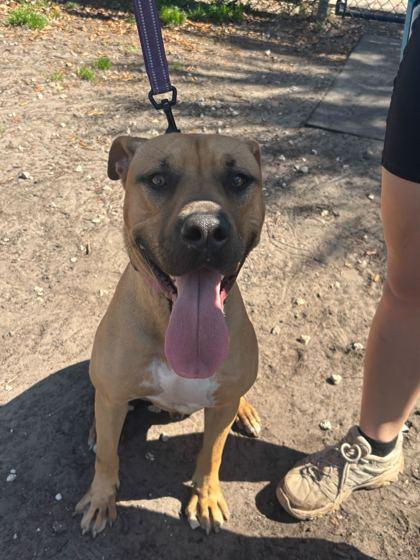 Enlarge SCOOBY, a ADOPTABLE Mixed Breed in Fernandina Beach, FL image 3/3