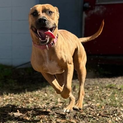 Enlarge SCOOBY, a ADOPTABLE Mixed Breed in Fernandina Beach, FL image 2/3