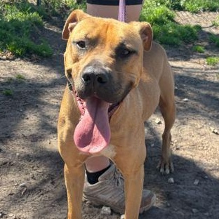 SCOOBY, ADOPTABLE, Adult Male Mixed Breed.