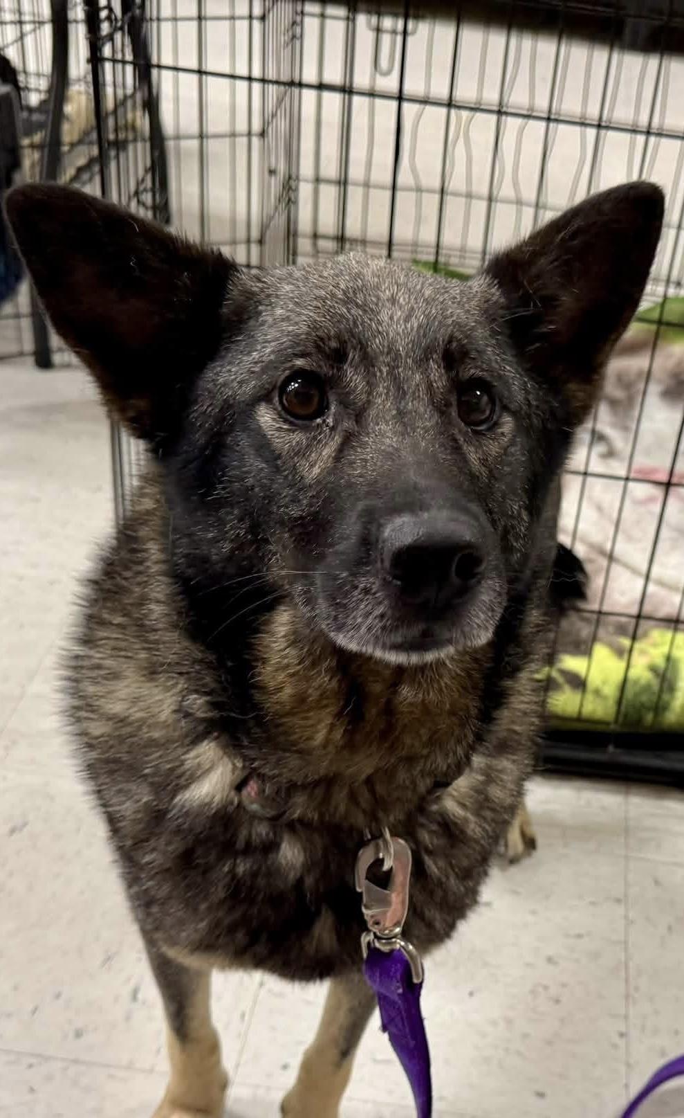 Enlarge Tess, a Adoptable mixed breed in Louisville, KY image 1/3