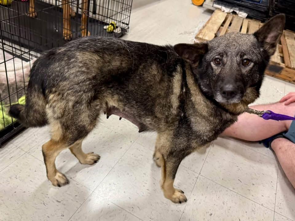 Enlarge Tess, a Adoptable mixed breed in Louisville, KY image 2/3