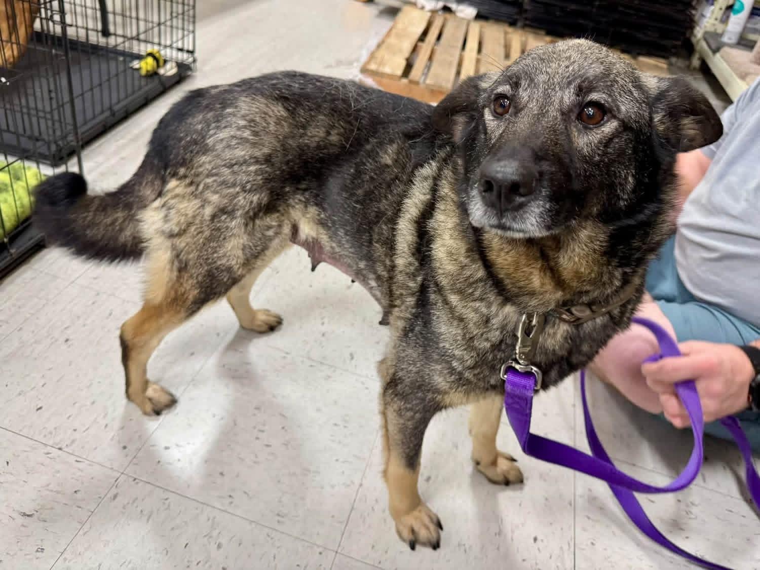 Enlarge Tess, a Adoptable mixed breed in Louisville, KY image 3/3
