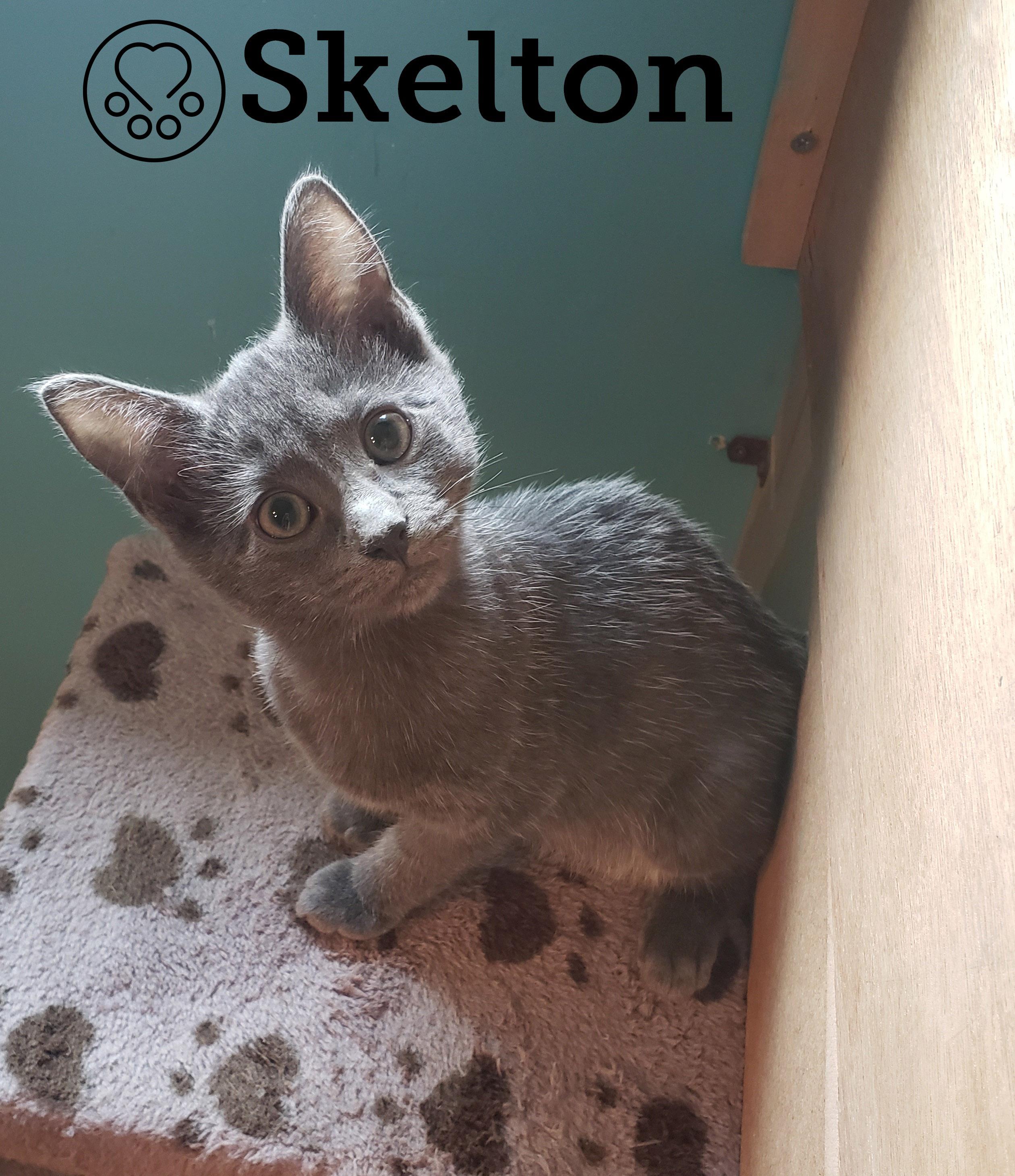 Skelton, Adoptable, Kitten Male Domestic Short Hair.