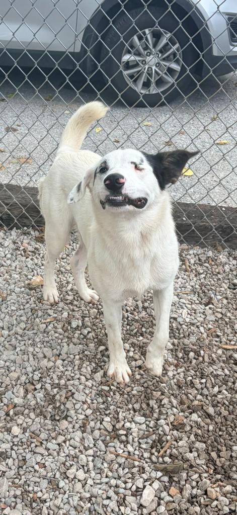 Enlarge Petey, a Adoptable mixed breed in Batesville, AR image 1/1