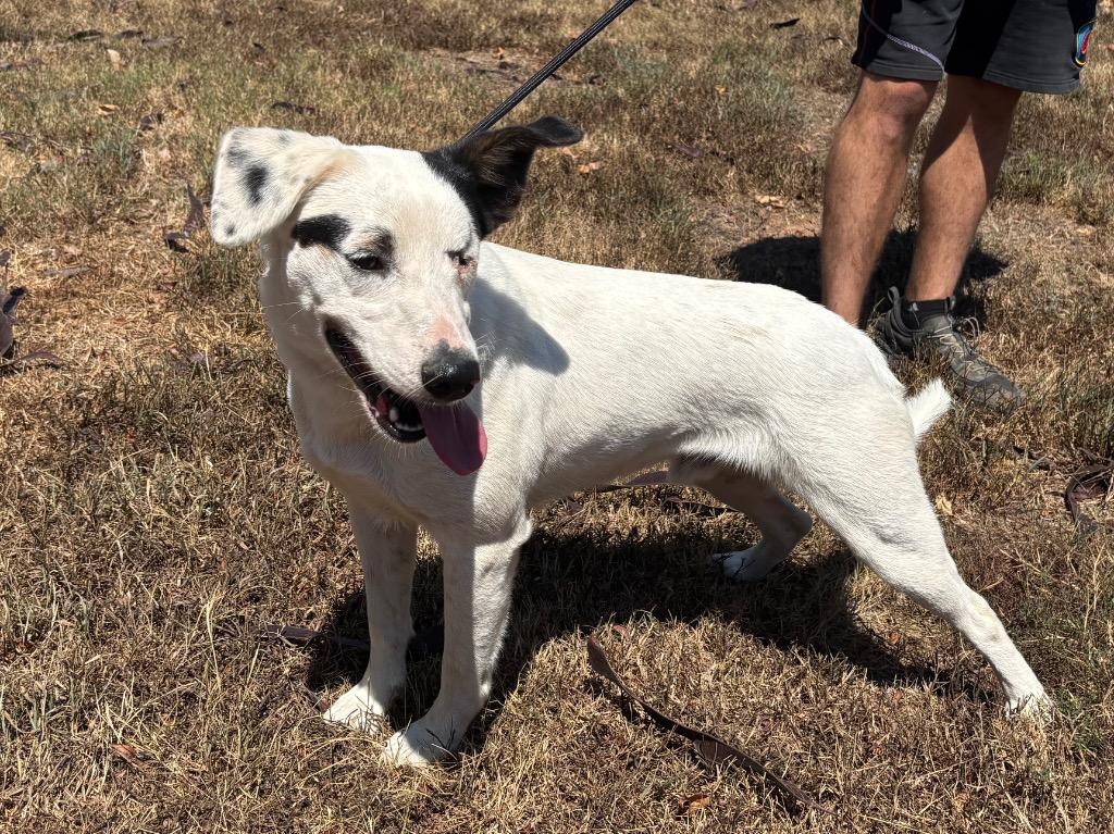 Enlarge Petey, a Adoptable mixed breed in Batesville, AR image 2/2