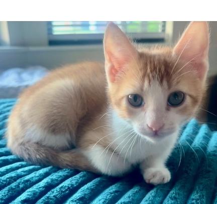 Hopper, Adoptable, Kitten Male Domestic Short Hair.