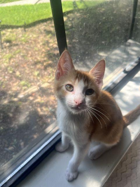 Enlarge Hopper, a Adoptable Domestic Short Hair in Lafayette, LA image 2/5