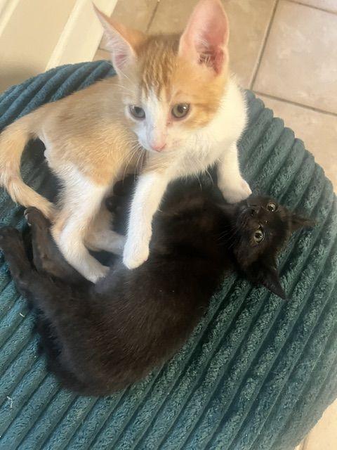 Enlarge Hopper, a Adoptable Domestic Short Hair in Lafayette, LA image 4/5