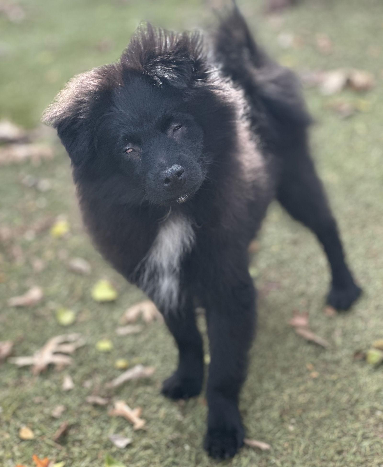 Enlarge Turkey **BLIND**, a Adoptable Pomeranian in Garland, TX image 1/3