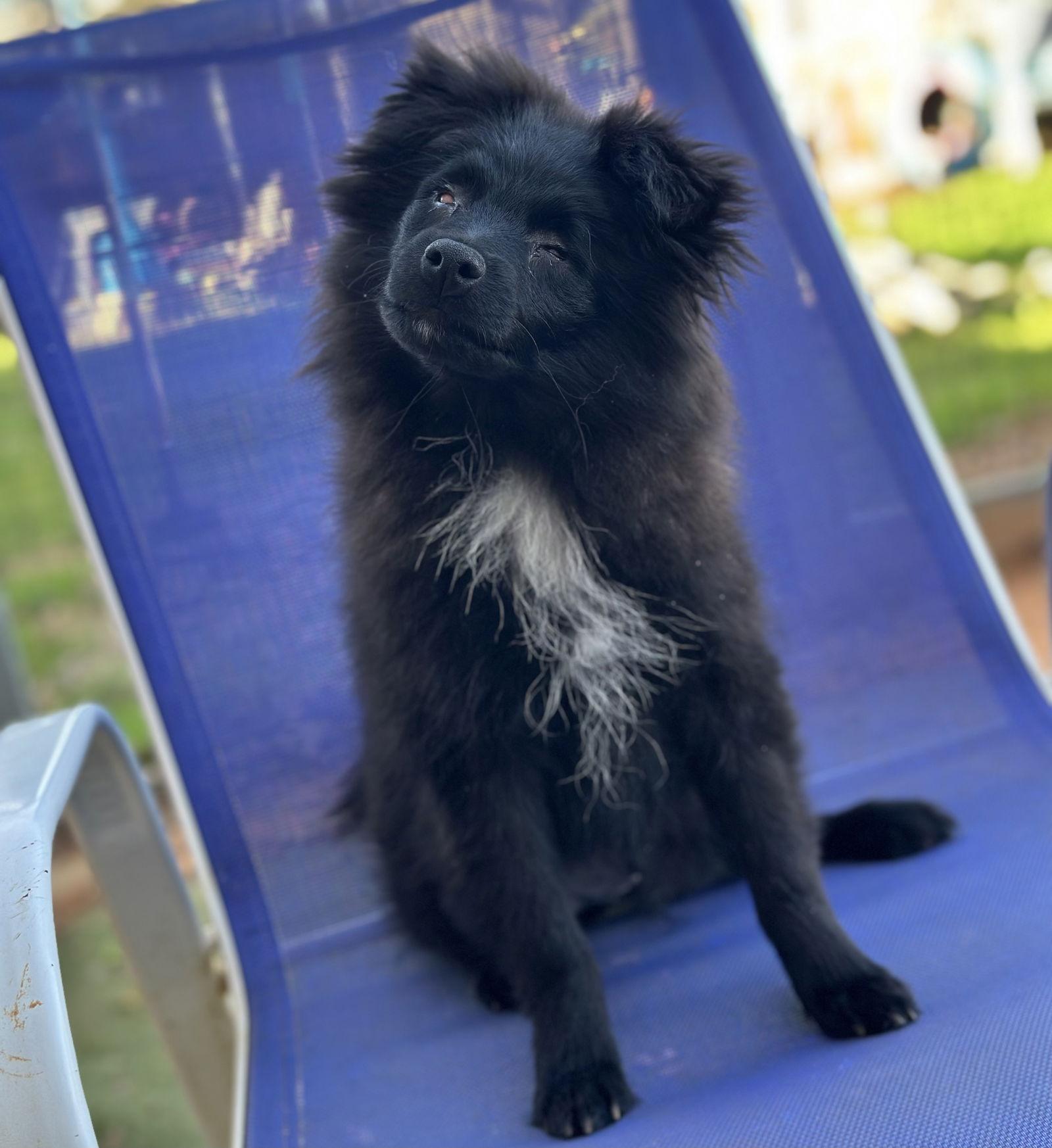 Enlarge Turkey **BLIND**, a Adoptable Pomeranian in Garland, TX image 2/3