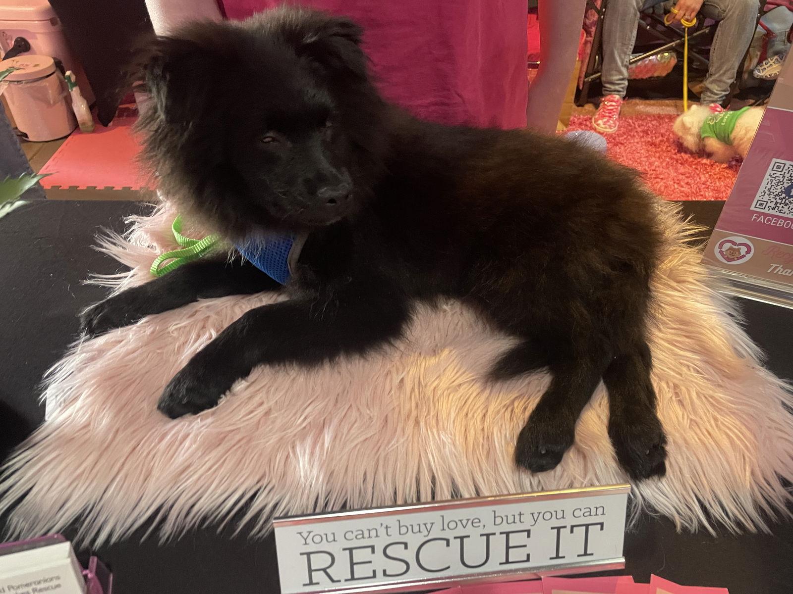 Enlarge Turkey **BLIND**, a Adoptable Pomeranian in Garland, TX image 3/3