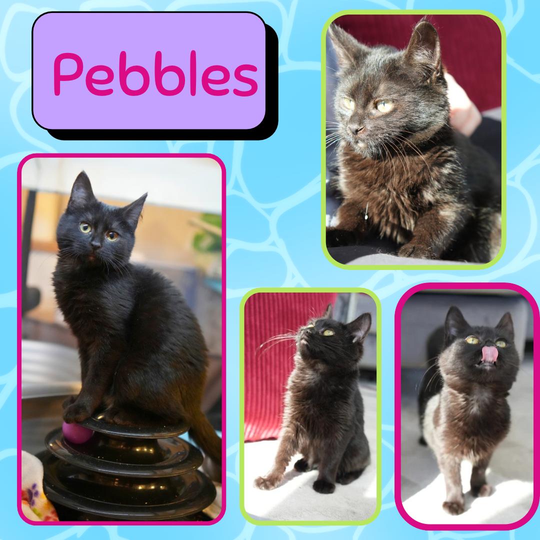 Enlarge Pebbles and bambam , a Adoptable Domestic Long Hair in Port Chester, NY image 3/5