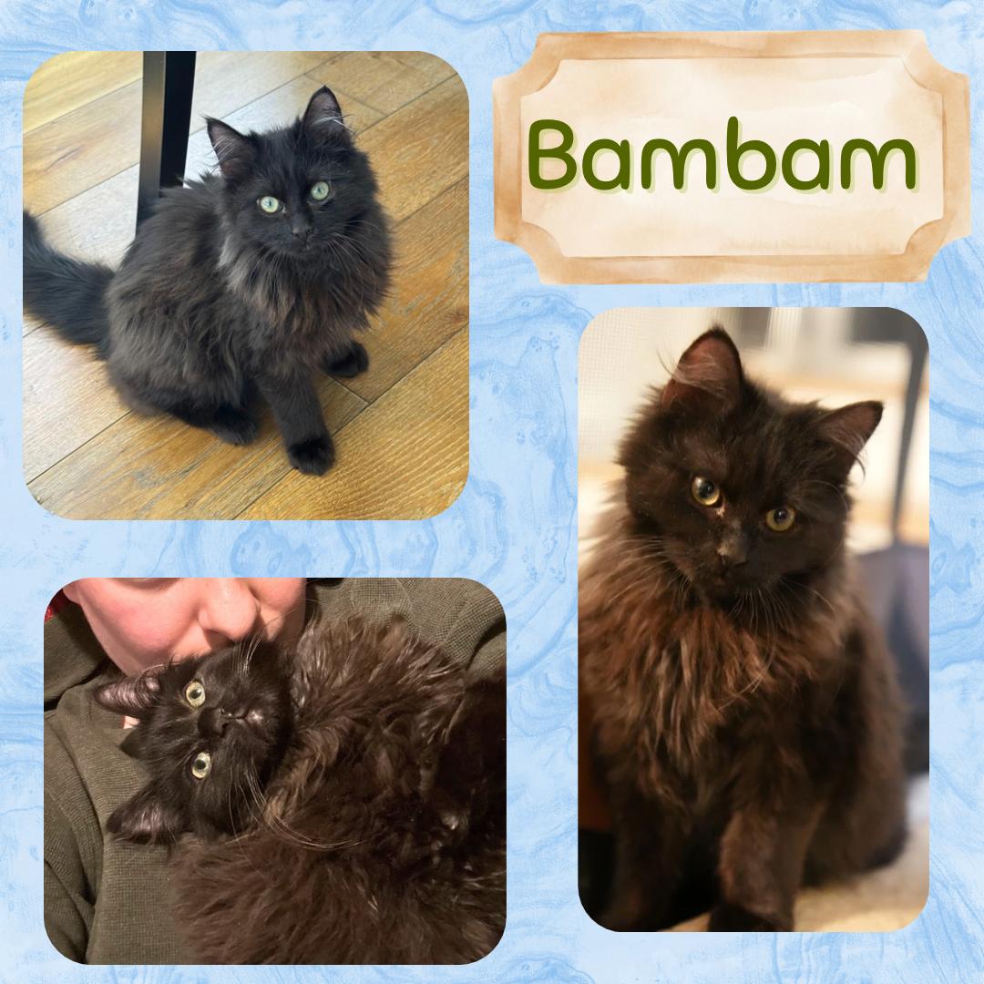 Enlarge Pebbles and bambam , a Adoptable Domestic Long Hair in Port Chester, NY image 2/5