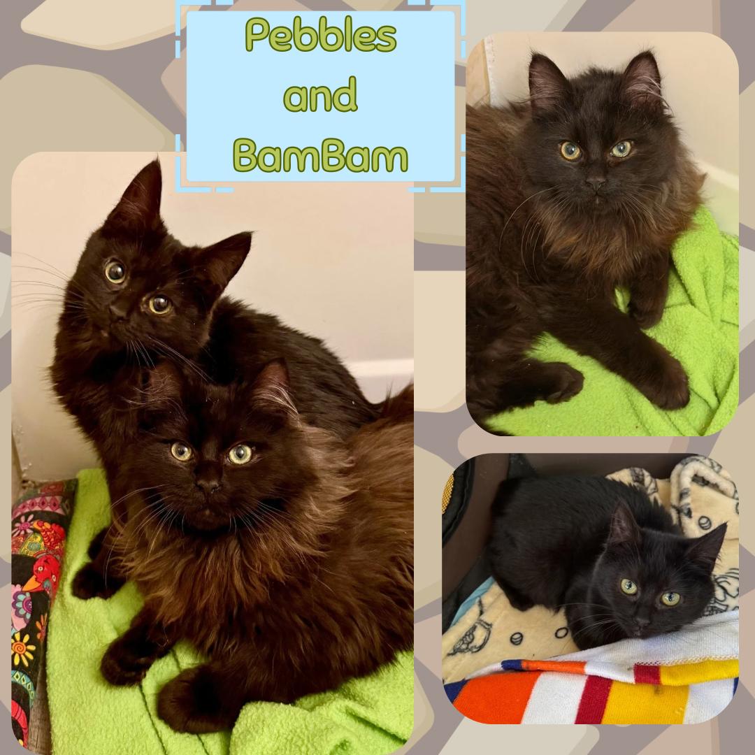 Enlarge Pebbles and bambam , a Adoptable Domestic Long Hair in Port Chester, NY image 1/5