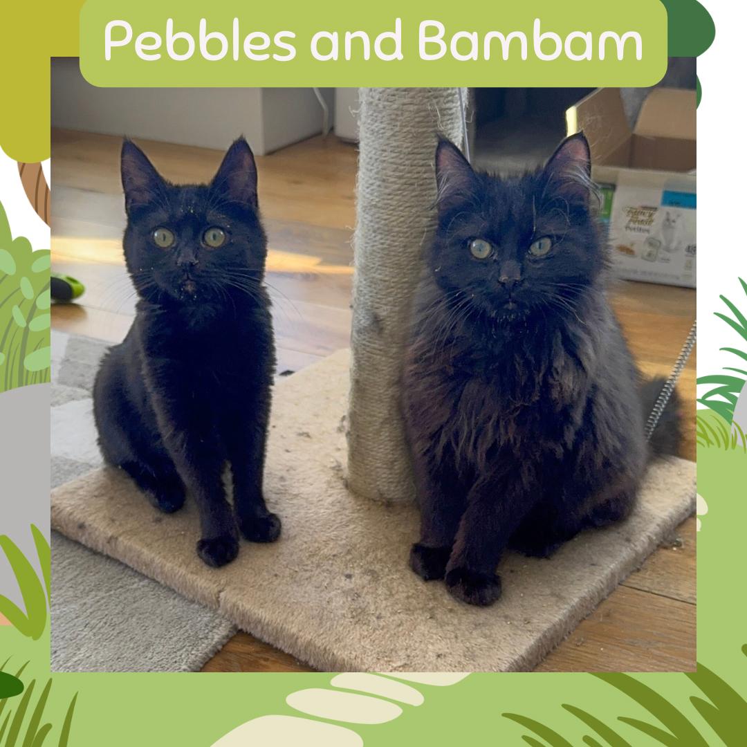 Enlarge Pebbles and bambam , a Adoptable Domestic Long Hair in Port Chester, NY image 4/5