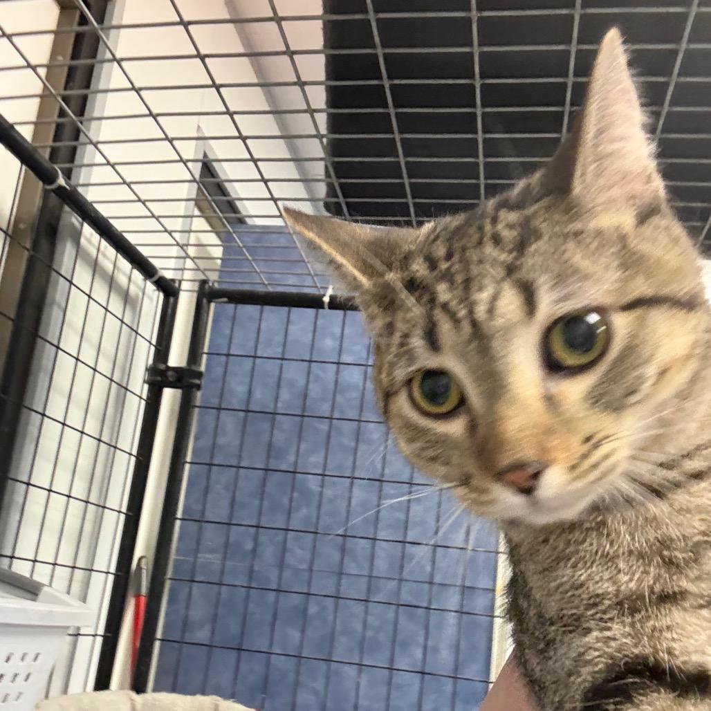 Enlarge Abel, a Adoptable Domestic Short Hair in Carroll, IA image 1/6