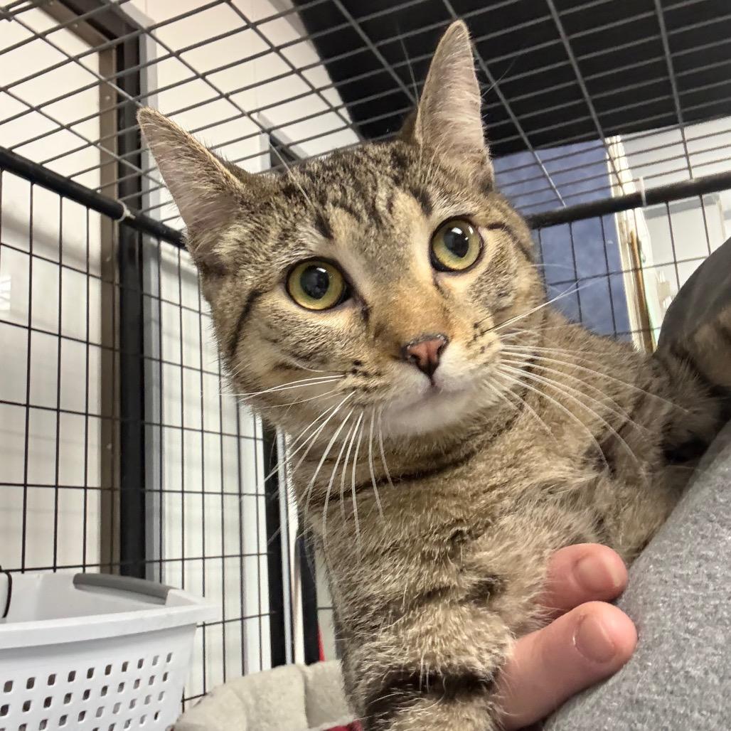 Enlarge Abel, a Adoptable Domestic Short Hair in Carroll, IA image 2/6