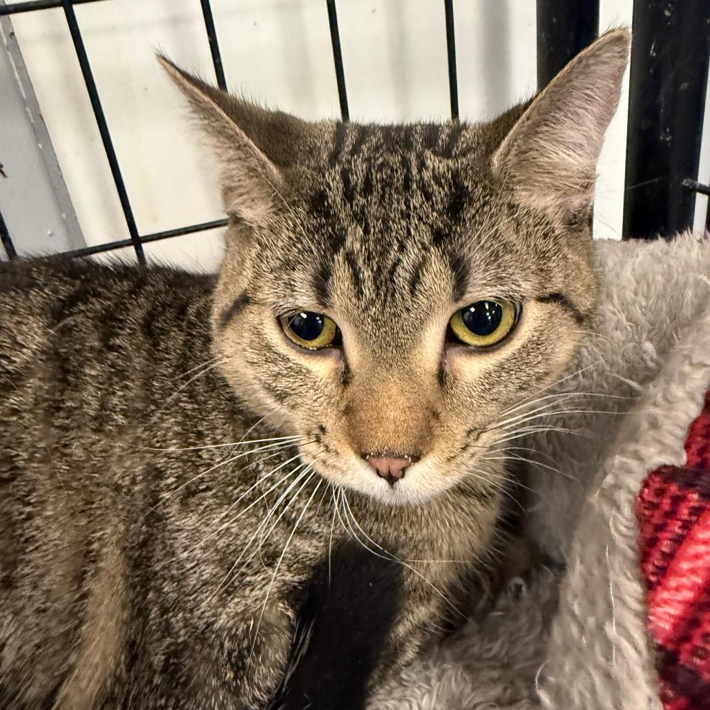 Enlarge Abel, a Adoptable Domestic Short Hair in Carroll, IA image 3/6