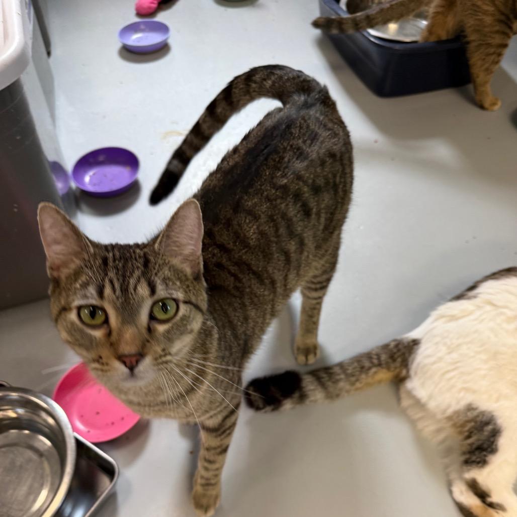 Enlarge Abel, a Adoptable Domestic Short Hair in Carroll, IA image 4/6