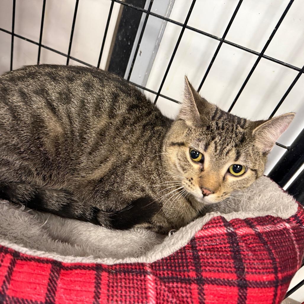 Enlarge Abel, a Adoptable Domestic Short Hair in Carroll, IA image 5/6