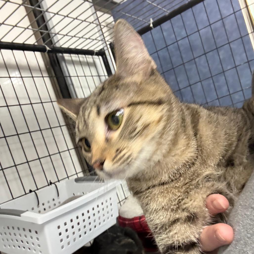Enlarge Abel, a Adoptable Domestic Short Hair in Carroll, IA image 6/6