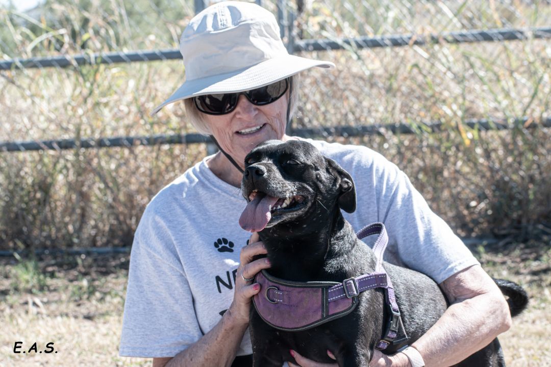Sedona, a Adoptable mixed breed in Mayer, AZ image 1/12