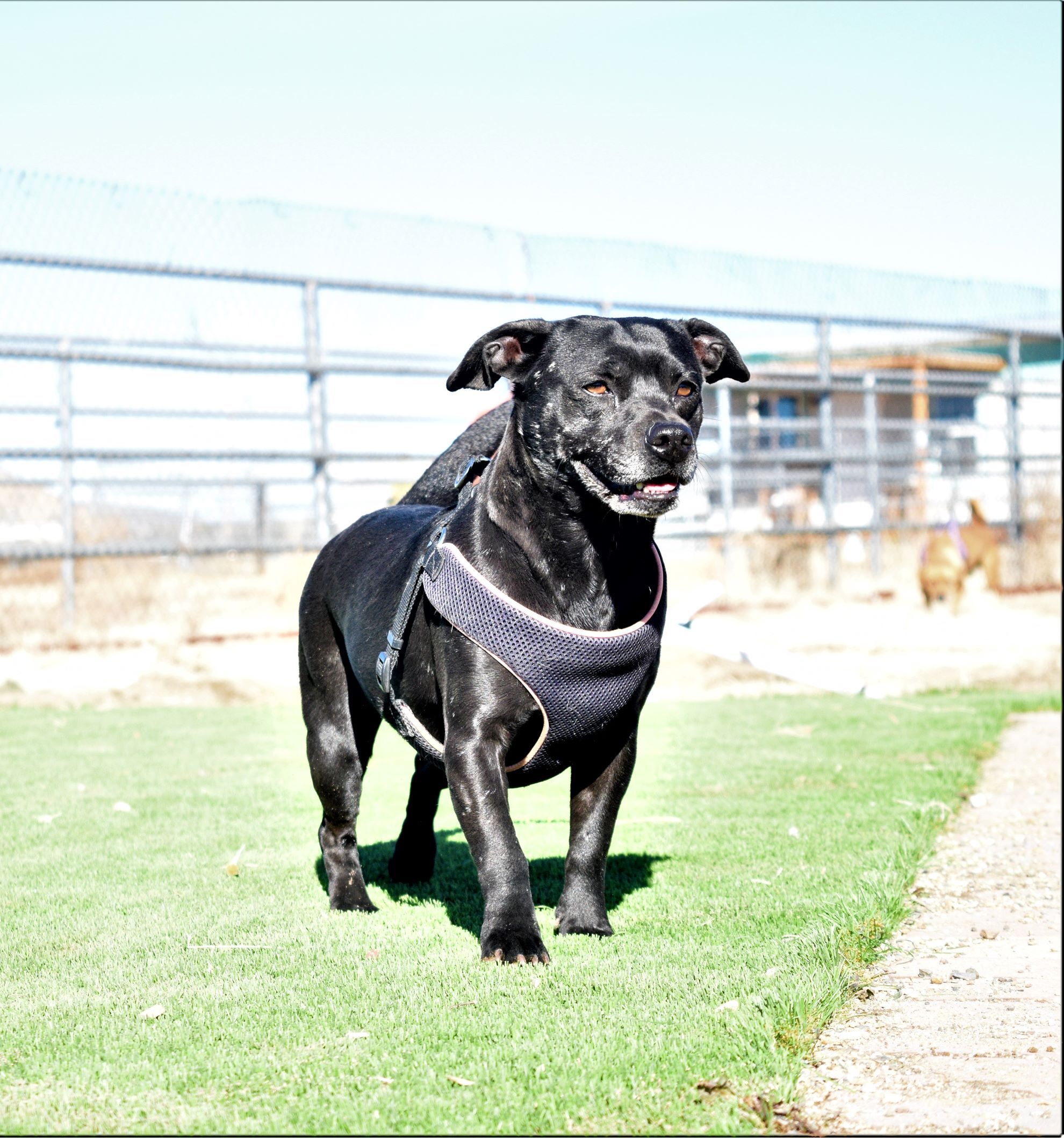 Sedona, a Adoptable mixed breed in Mayer, AZ image 3/12