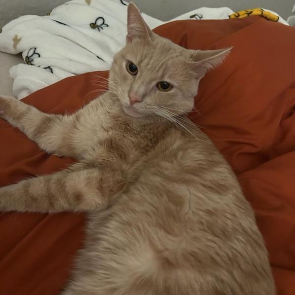 Enlarge Simba, a Adoptable Domestic Short Hair in Riverside, CA image 1/6