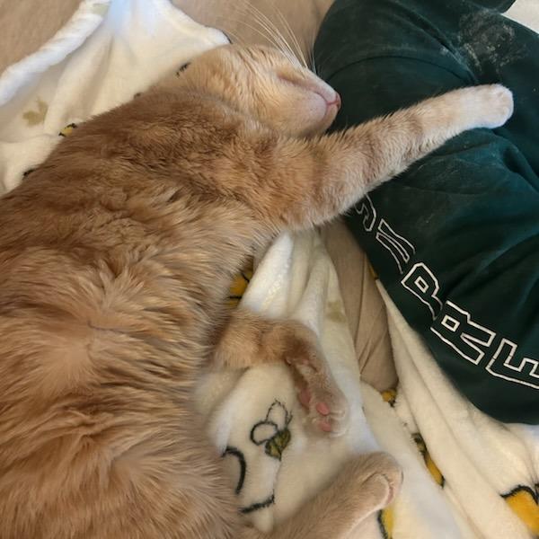 Enlarge Simba, a Adoptable Domestic Short Hair in Riverside, CA image 2/6