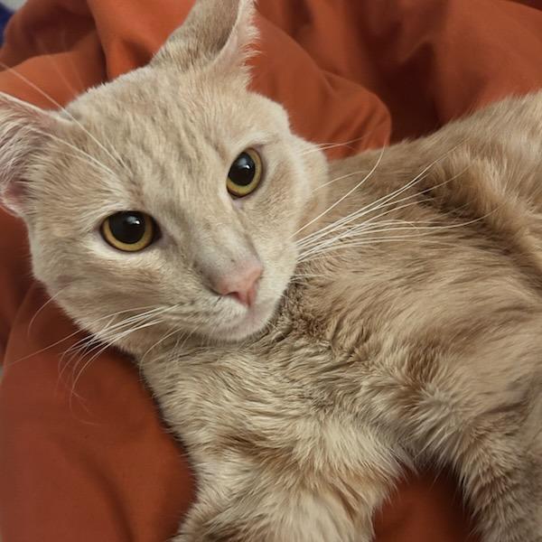 Enlarge Simba, a Adoptable Domestic Short Hair in Riverside, CA image 3/6