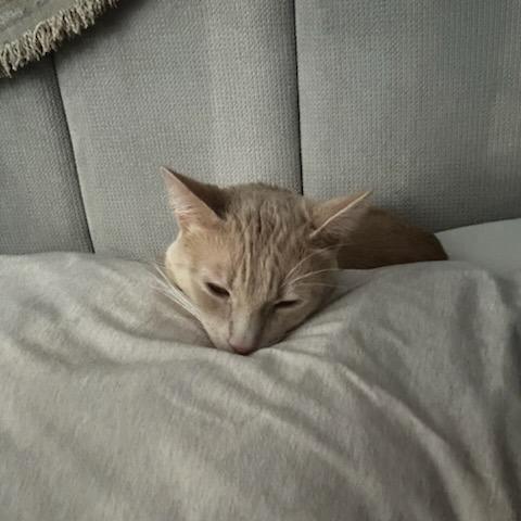 Enlarge Simba, a Adoptable Domestic Short Hair in Riverside, CA image 4/6