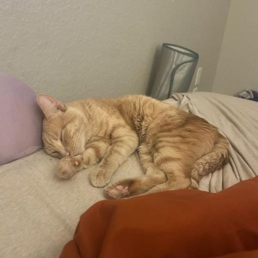 Enlarge Simba, a Adoptable Domestic Short Hair in Riverside, CA image 5/6