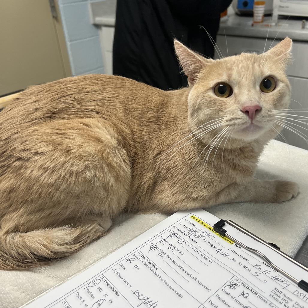 Enlarge Simba, a Adoptable Domestic Short Hair in Riverside, CA image 6/6